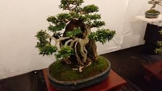 Bonsai Exhibition Sri Lanka  Reflections 2023  Living Images [upl. by Crenshaw392]