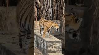 Ranthambhore National Park ranthambhoretigerreserve [upl. by Biegel278]