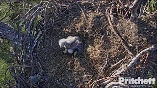 Southwest Florida Eagles  E9 amp The Egg  January 18 2017 1 [upl. by Esra882]