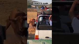 Peligro con este toro por Loranca de Tajuña ⚠️ toros encierro guadalajara campo rastrojero [upl. by Forster]