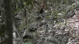 Alberts Lyrebird in Habitat Mt Tamborine Queensland Australia [upl. by Irra]