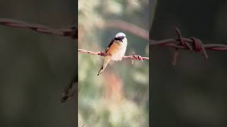 Long tailed shrike [upl. by Ardnikat]