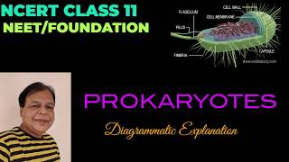 Prokaryotic cells  Class 11  Biology  Chapter 8 [upl. by Ynotna]