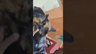 Katu kese rata youtubeshorts shortvideo germanshepherd viralshort meme [upl. by Icram]