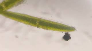 Closterium species algae under microscope pondwater microalgae observation [upl. by Nahsaj]