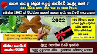 කොස්කොළ තාම විකුණලා සල්ලි ගන්න බැරි උනාද  මෙන්න හරිම ක්‍රමය  Sell in Jack Fruit Leaves  Rs3000 [upl. by Birdella]