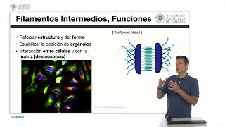 Los filamentos intermedios Los microtúbulos  960  UPV [upl. by Dyche]