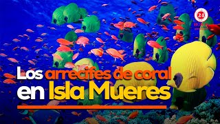 Los arrecifes de coral en Isla Mujeres [upl. by Audres608]