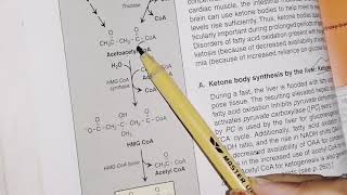 Ketogeneis and ketolysis  lipid metabolism  biochemistry [upl. by Mazman78]