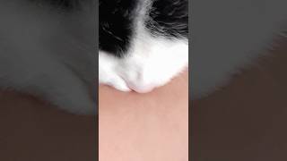 Hab wieder Liebesbisse bekommen von lilly lilly cat katze lustigevideos [upl. by Ainwat]