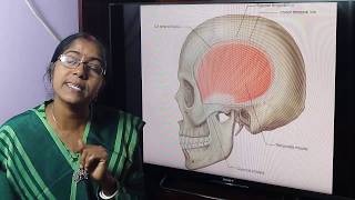 Lecture OnTemporal and Infratemporal Region [upl. by Odnama]