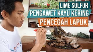 Lime Sulfur Untuk Pengawet Kayu Kering Bonsai [upl. by Haisej758]