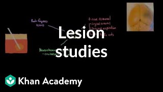 Lesion studies and experimental ablation  Organ Systems  MCAT  Khan Academy [upl. by Rehsa]