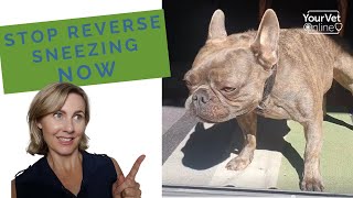 Reverse Sneezing In Dogs Why It Occurs How To Stop amp Prevent It 🐶 [upl. by Ytirahc912]