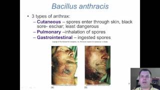 Chapter 19 Gram Positive Bacilli of Medical Importance [upl. by Cherlyn]