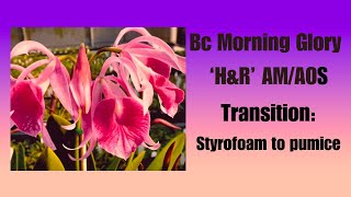 Orchid care for beginners Brassocattleya repot growingorchids orchidrepotting [upl. by Snell758]