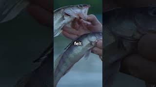 Walk Down Memory LaneFishing Episode 81 fishing fish angler fishingtips fishinglife outdoors [upl. by Danete667]