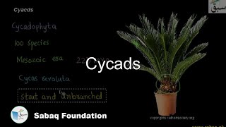 Cycads Biology Lecture  Sabaqpk [upl. by Eelrebmyk]