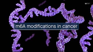 Influences of m6A modifications in cancer [upl. by Nelyaw]