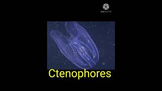 Ctenophores 👍👍 Bioluminescence Education [upl. by Oludoet]