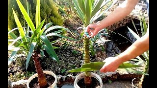 How to grow Yucca plants from cuttings [upl. by Antonella543]