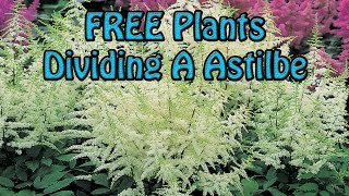 FREE Plants Dividing A Large Astilbe Flower Easy amp Quick [upl. by Valaria106]