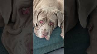 Arrugas the Neapolitan Mastiff has learned a valuable life lesson mastiff dog doglife [upl. by Nhguavahs]