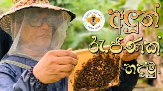 How to create a new queen bee  අලුත් රැජිනක් හදමු [upl. by Owen]