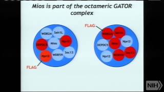 Regulation of growth by the mTOR pathway [upl. by Odo189]