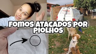 MINHA CASA TA CHEIA DE PIOLHOS DE POMBO  PASSEAMOS COM OS CACHORROS PELA PRIMEIRA VEZ [upl. by Medor]