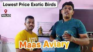 Lowest Price Super Temed BirdMaas Aviary in MaladSun conureExotic birds in Mumbai [upl. by Anoel]