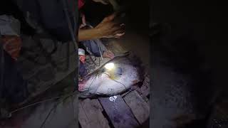 ikan tapah [upl. by Selie]