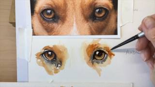 How to paint a dogs amber eyes [upl. by Schroth872]