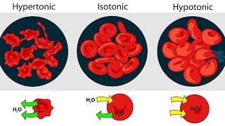 Osmolarity Osmolality and Tonicity [upl. by Stead854]