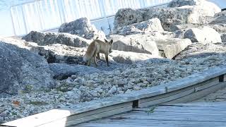 Red Fox at Northpoint Marina 2 [upl. by Morganstein868]