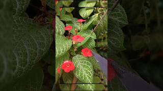 Episcia cupreata [upl. by Cahilly849]