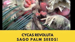 Cycas Revoluta Sago PalmIt took 20 years to make these seeds [upl. by Gillie]