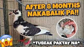 AFTER 8 MONTHS NAKABALIK PA YUNG KALAPATI KO GRABE TALINO NETO [upl. by Sybley328]