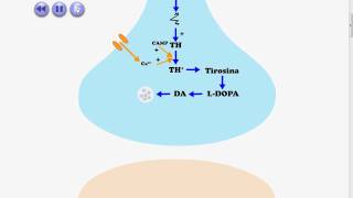 Neurônios Dopaminérgicos e Liberação de Dopamina [upl. by Llenrev533]