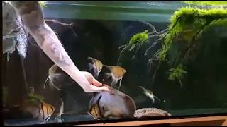 Potamotrygon motoro Wild amp pterophyllum scalare amapa red back feeding time [upl. by Shepperd]