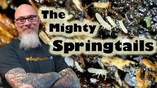 All about Springtails Their benefits and how to culture them easily yourself [upl. by Patricio]