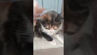 El michi sin preocupación 😄🐈Viralshort [upl. by Sheedy230]