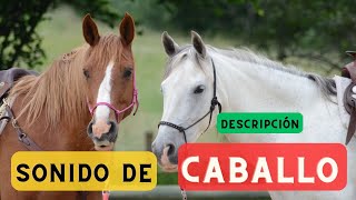 Sonido de caballo y descripción 🐎 Relincho de caballo los sonidos de los caballos 🐎 🔈 [upl. by Garson]