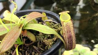 Nepenthes spectabilis x platychila BE3760 [upl. by Arihsay858]