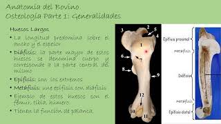 Osteología del Bovino Generalidades [upl. by Namus756]