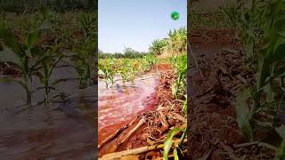 furrow irrigation system youtubeshorts farming irrigation [upl. by Bikales]