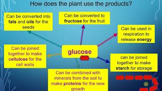 KS3 Biology photosynthesis [upl. by Reich]