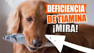 FALTA De TIAMINA En PERROS 🐶👇Síntomas Causas y Qué Hacer [upl. by Cly]