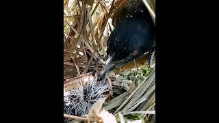 Greater coucal bird nest review [upl. by Hagar784]