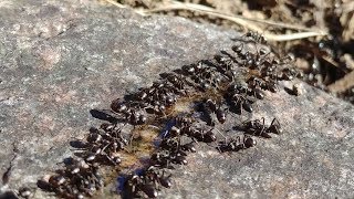 Rows of Ants Feeding on Honey in Early Spring [upl. by Wiatt458]